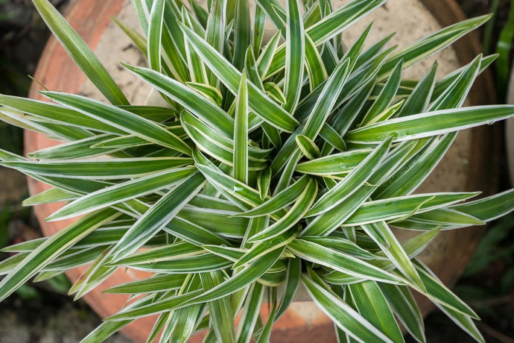 spider plant