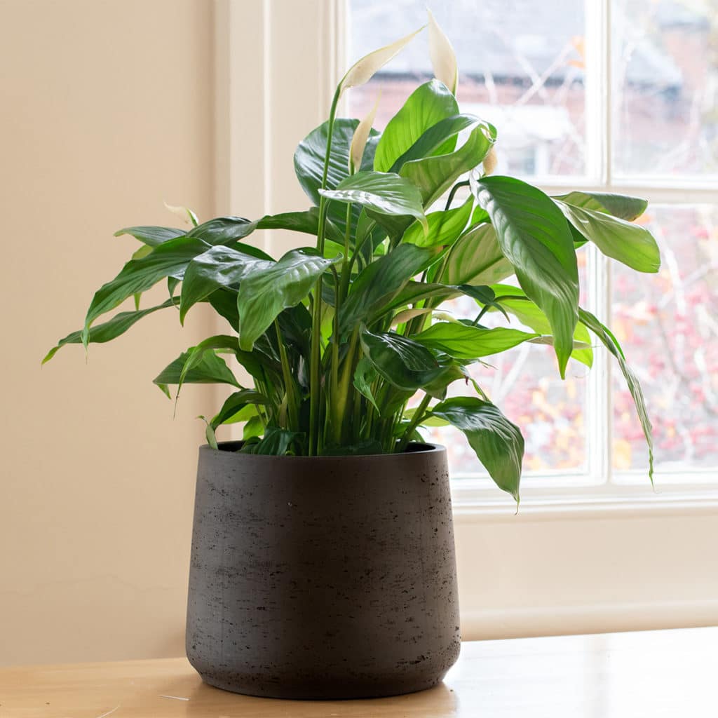 Peace Lily
