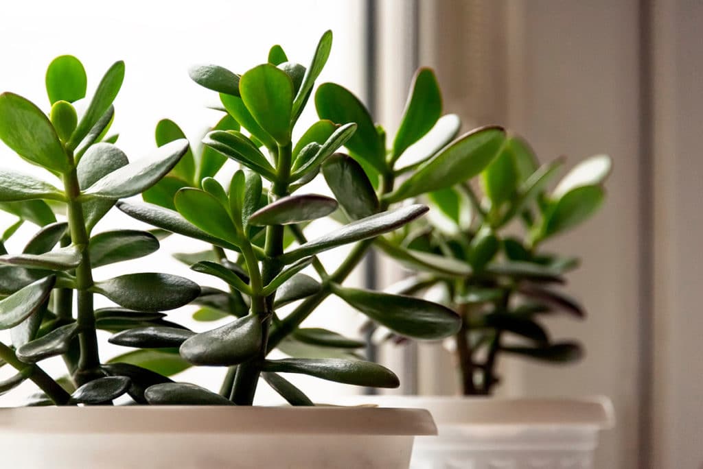 Jade Plant Crassula ovata