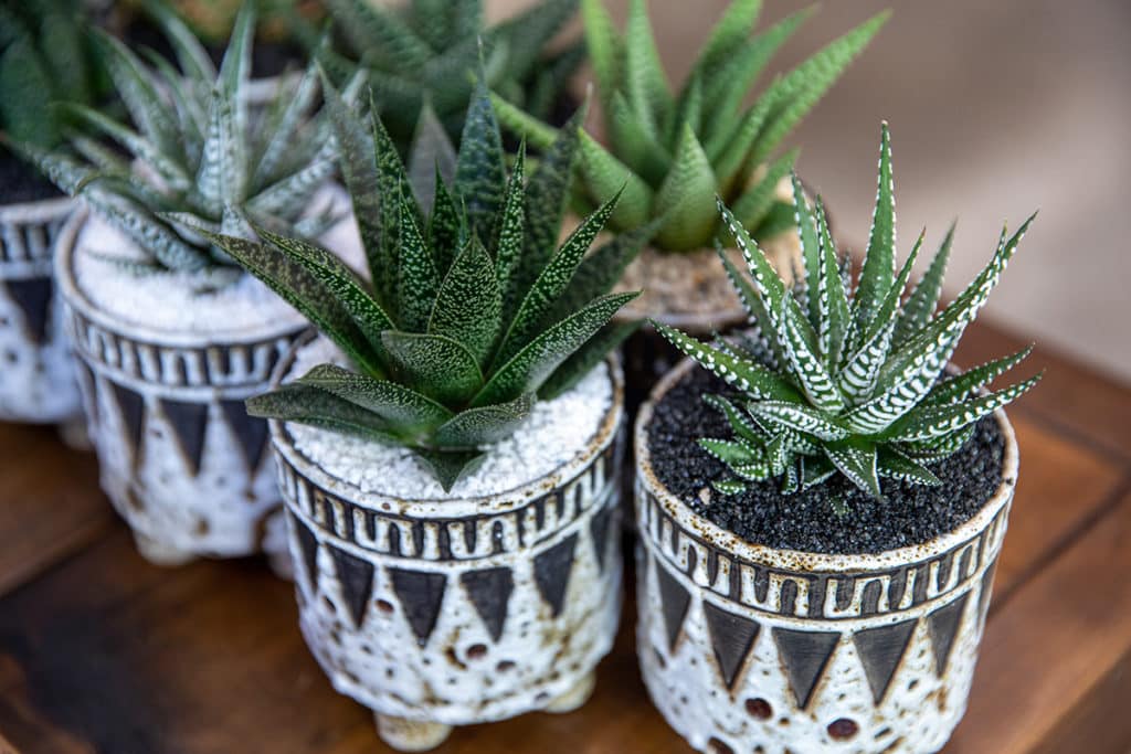 Zebra Plant