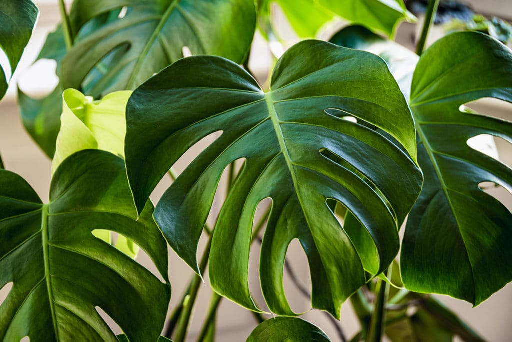 Swiss Cheese Plant