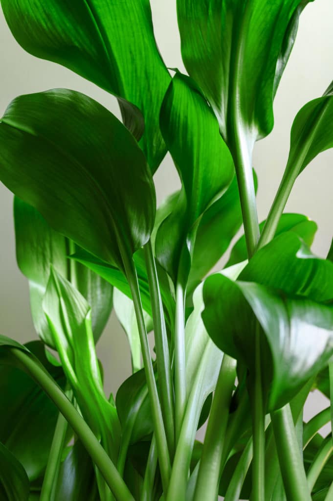 Aspidistra Elatior (Cast Iron Plant)