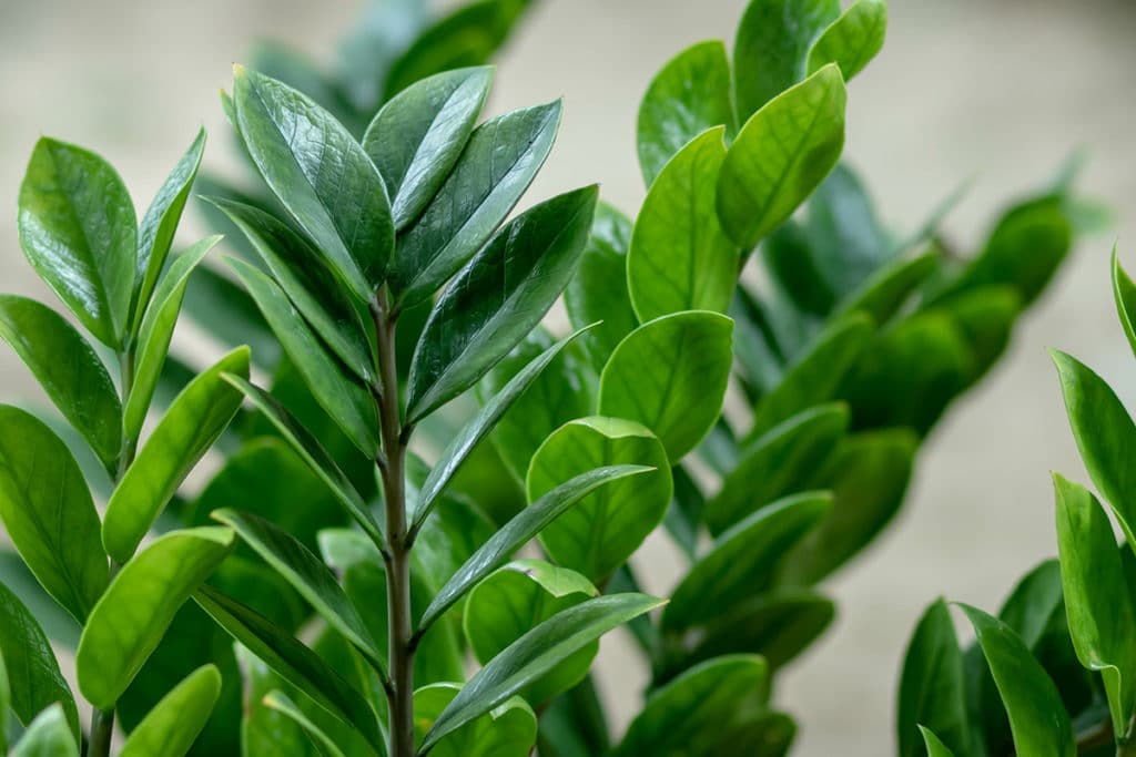 zz plant houseplant