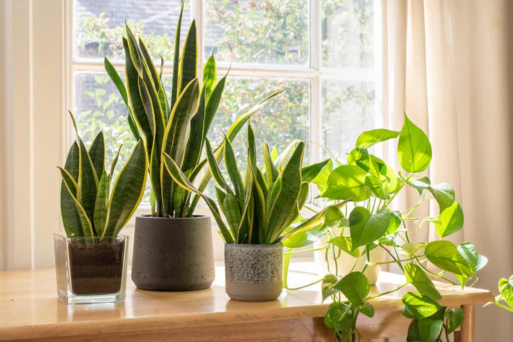 Snake Plant & Pothos