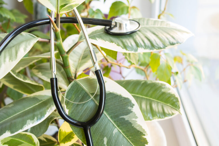 houseplant doctor questions