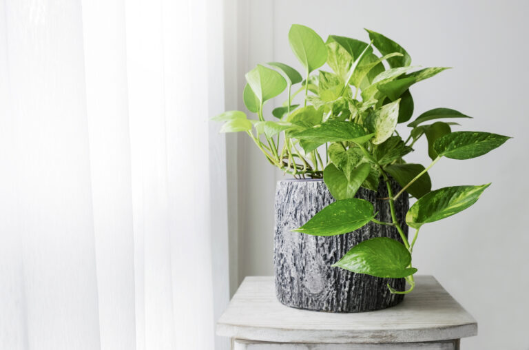 Devil's Ivy or Golden Pothos Plant