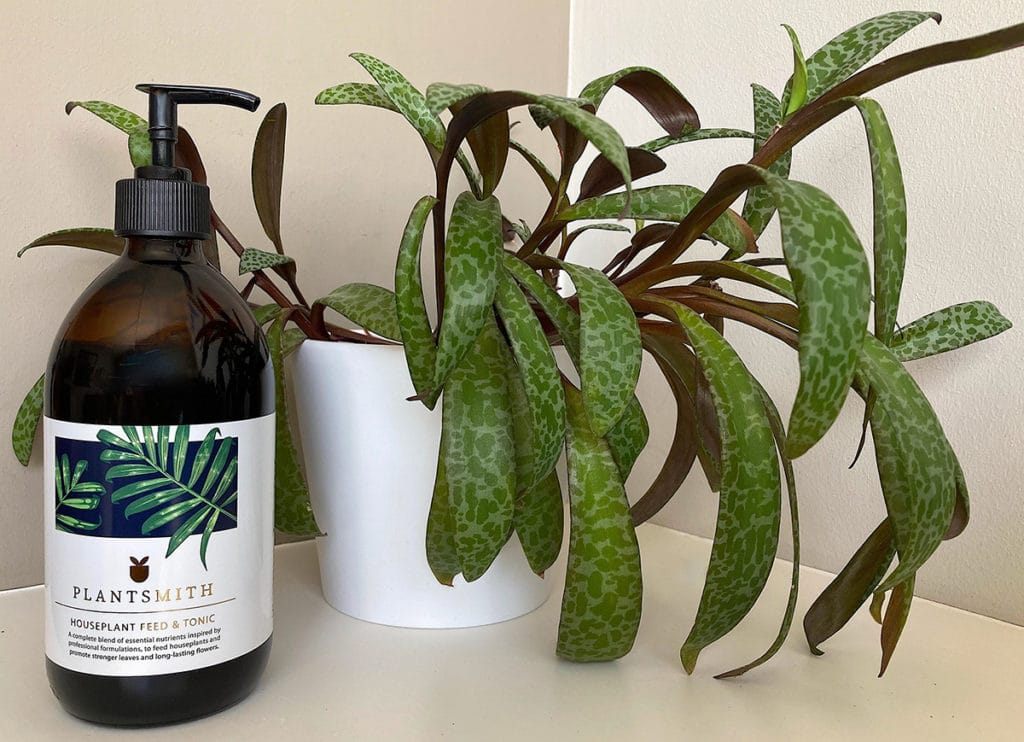 Silver Squill and Fortifying Houseplant Tonic