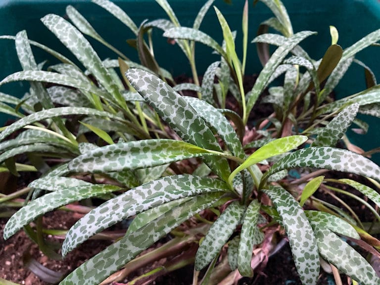 Silver Squill