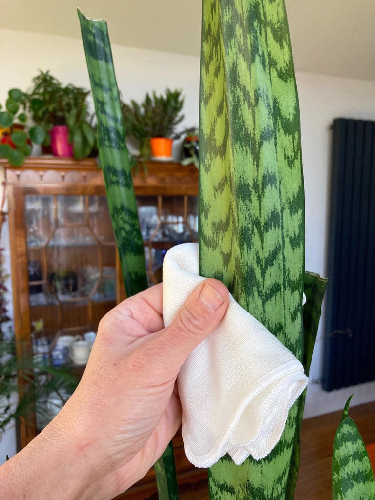 Dusting sansevieria leaves