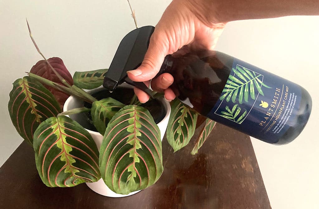 Spritzing Maranta Prayer Plant with Plantsmith Houseplant Care Mist