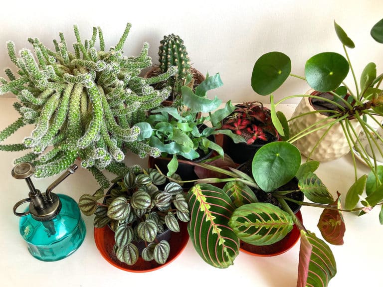 Collection of houseplants