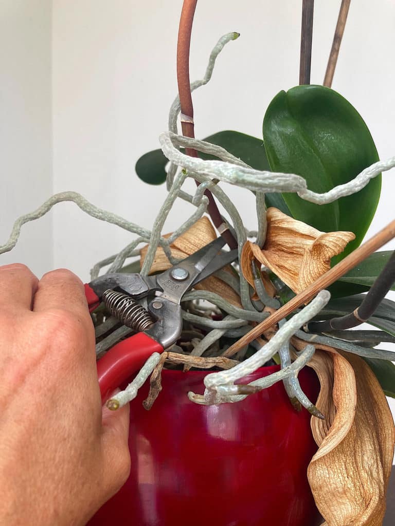 cutting out dead stems and leaves of orchid