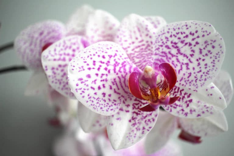 Phaleonopsis Moth Orchid
