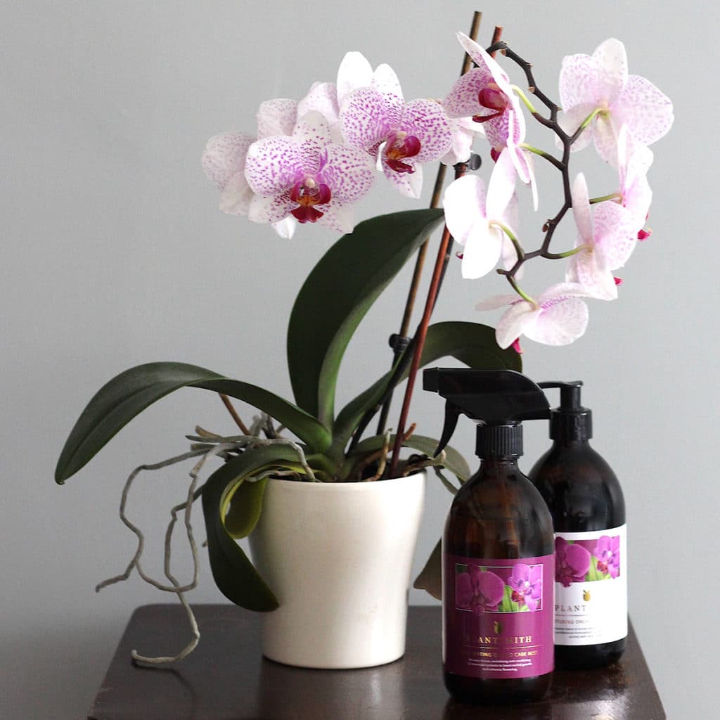 Phaleonopsis with Plantsmith Orchid Feed & Tonic and Care Mist