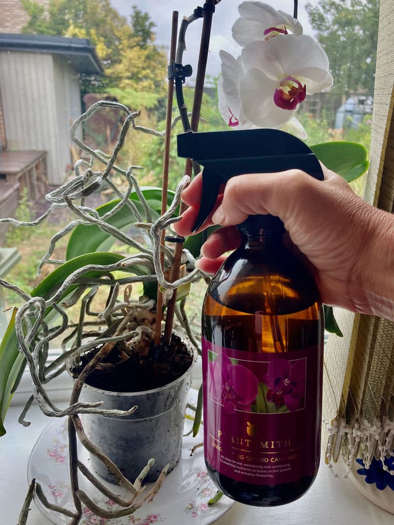 Misting phaleonopsis with Plantsmith Orchid Care Mist