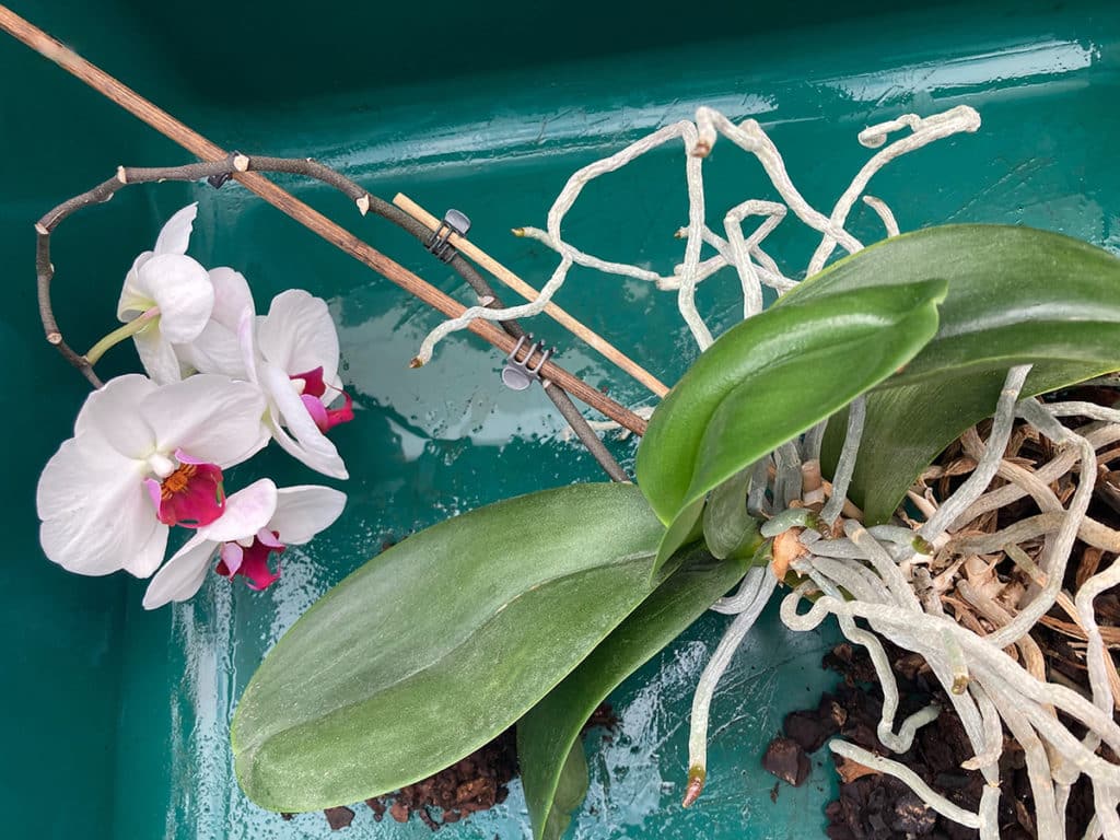 Orchid removed from pot for repotting