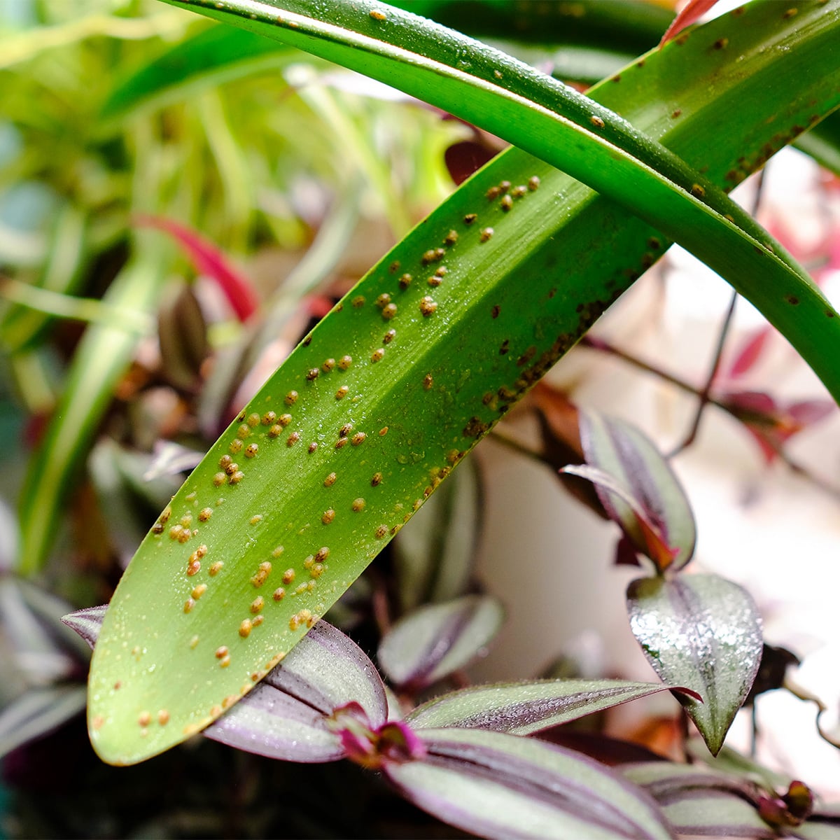 Scale insect