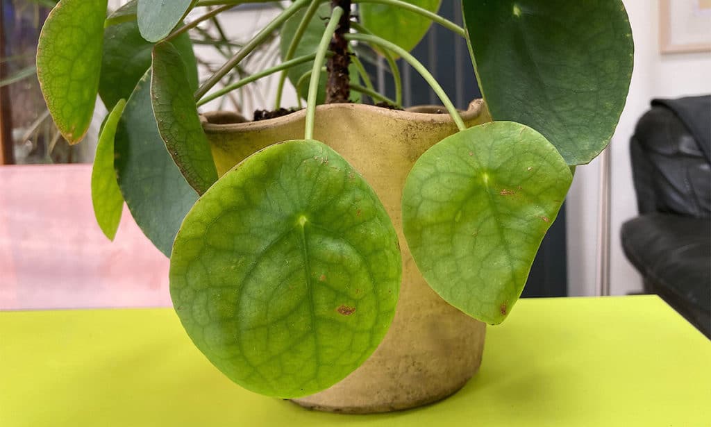 Interveinal chlorosis on leaves of Pilea Peperomiodes