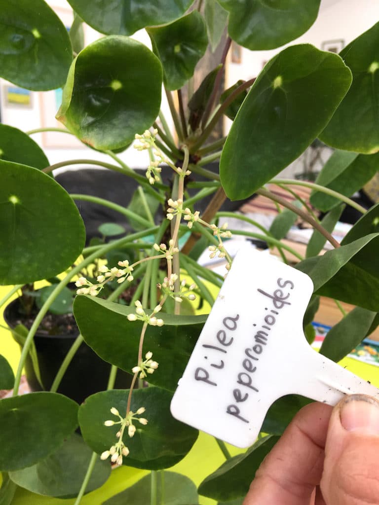 Pilea in flower