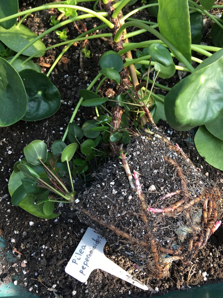 Pilea offsets