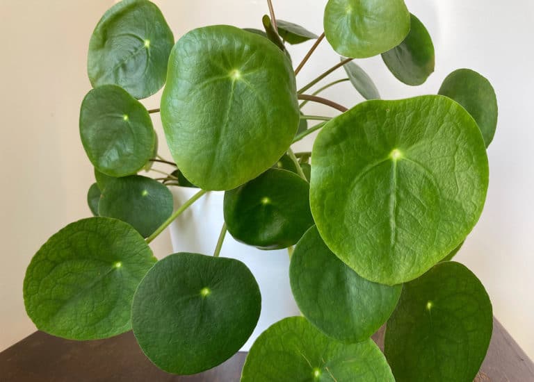 pilea peperomioides