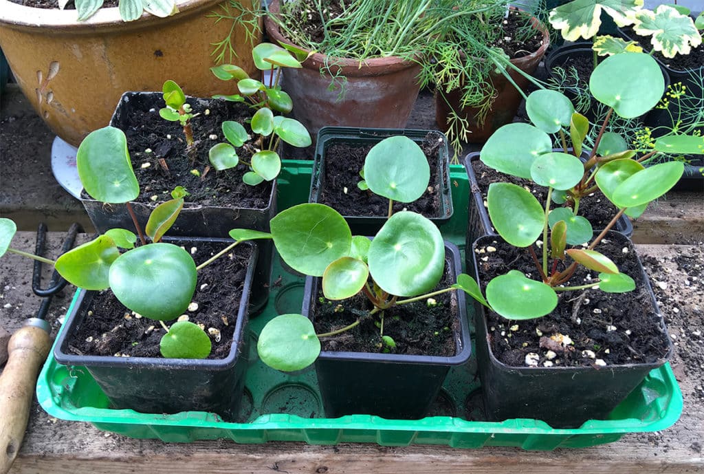 Potting on pilea babies