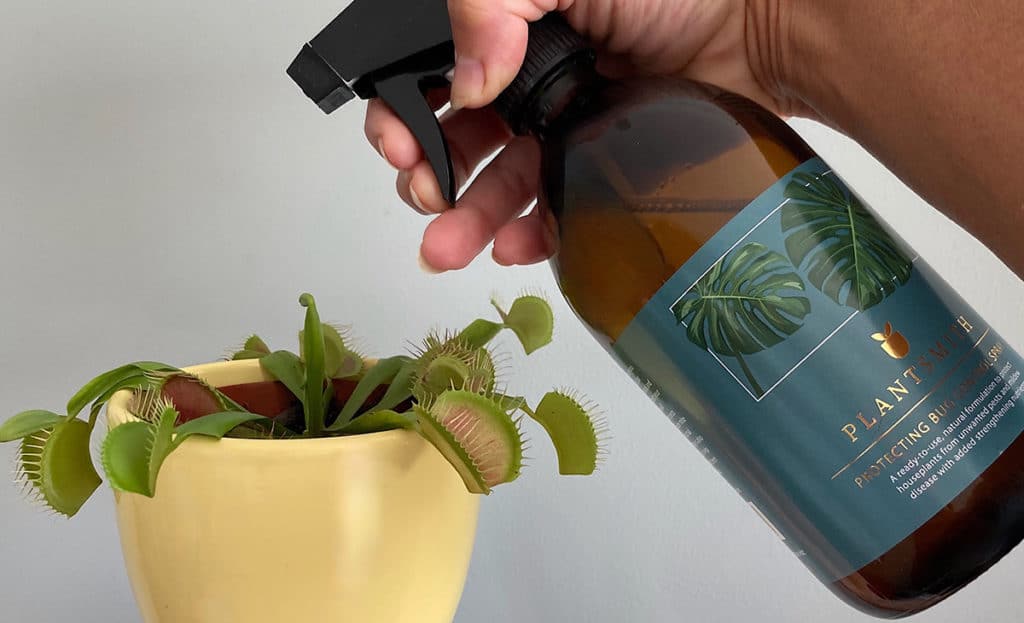 Spraying Venus flytrap with Protecting Bug Control Spray
