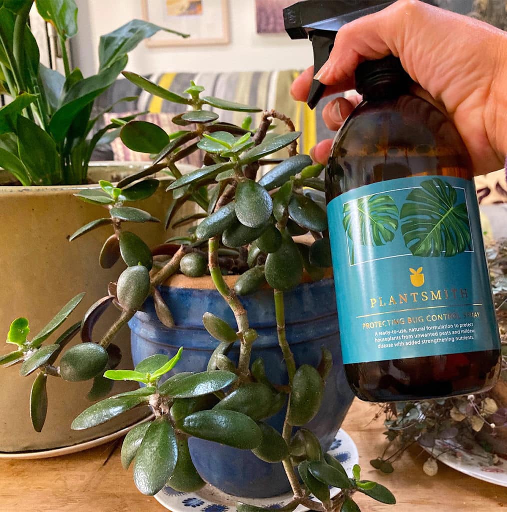 Treating houseplants with Protecting Bug Control Spray