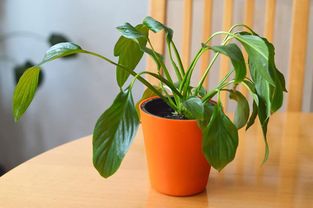 Wilting leaves of Peace Lily