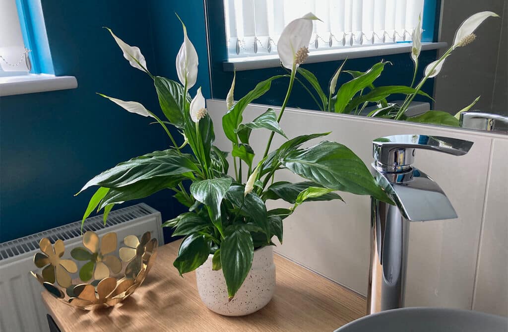 Peace Lily in bathroom