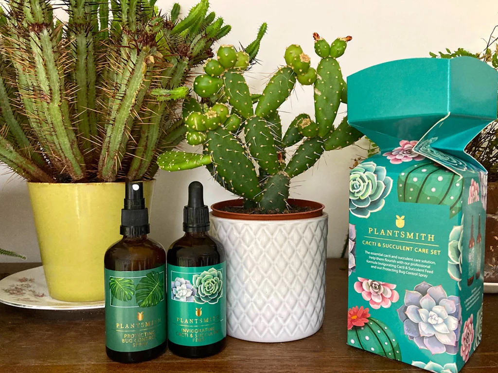 Cacti and Succulent Care Gift Cracker with cacti plants