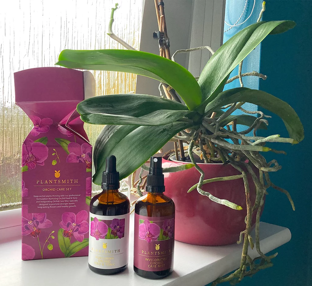 Orchid Care Gift Cracker with orchid