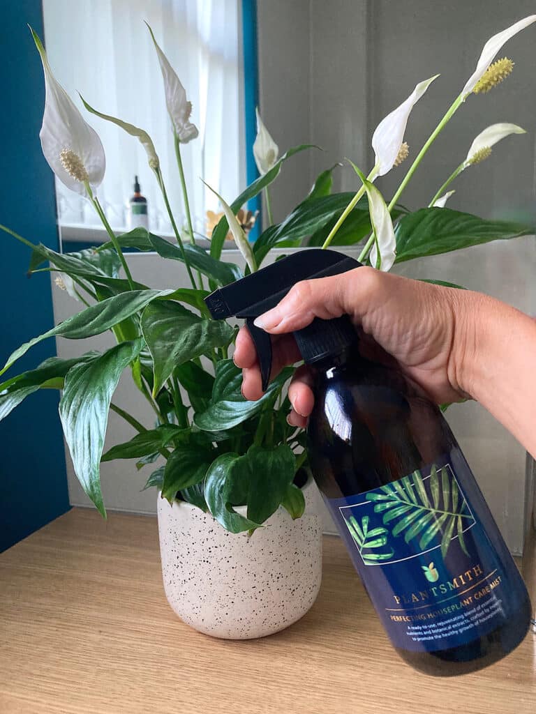 Misting Peace Lily with Perfecting Houseplant Care Mist