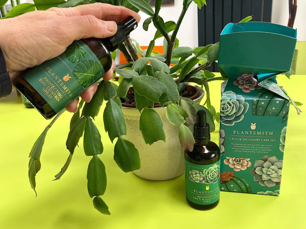 Christmas cactus and Plantsmith Cactus and Succulent Gift Cracker