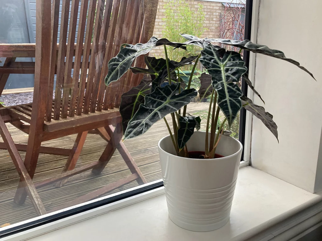 Alocasia on windowsill