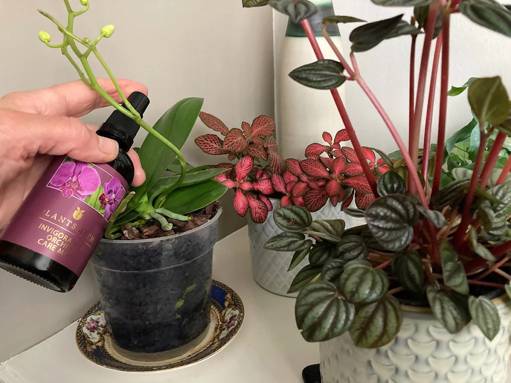 Misting orchids