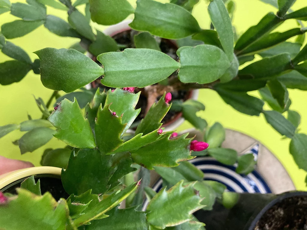 Stems of the Christmas cactus and Thanksgiving cactus