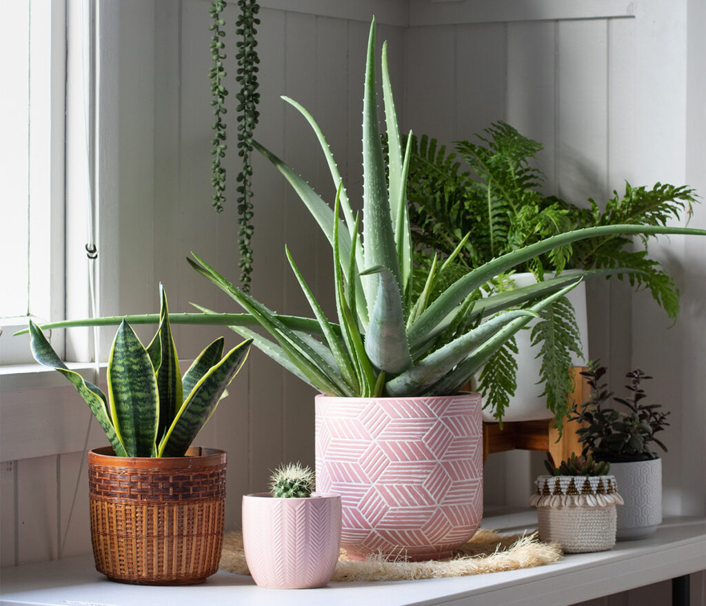 Houseplants including aloe vera and snake plant