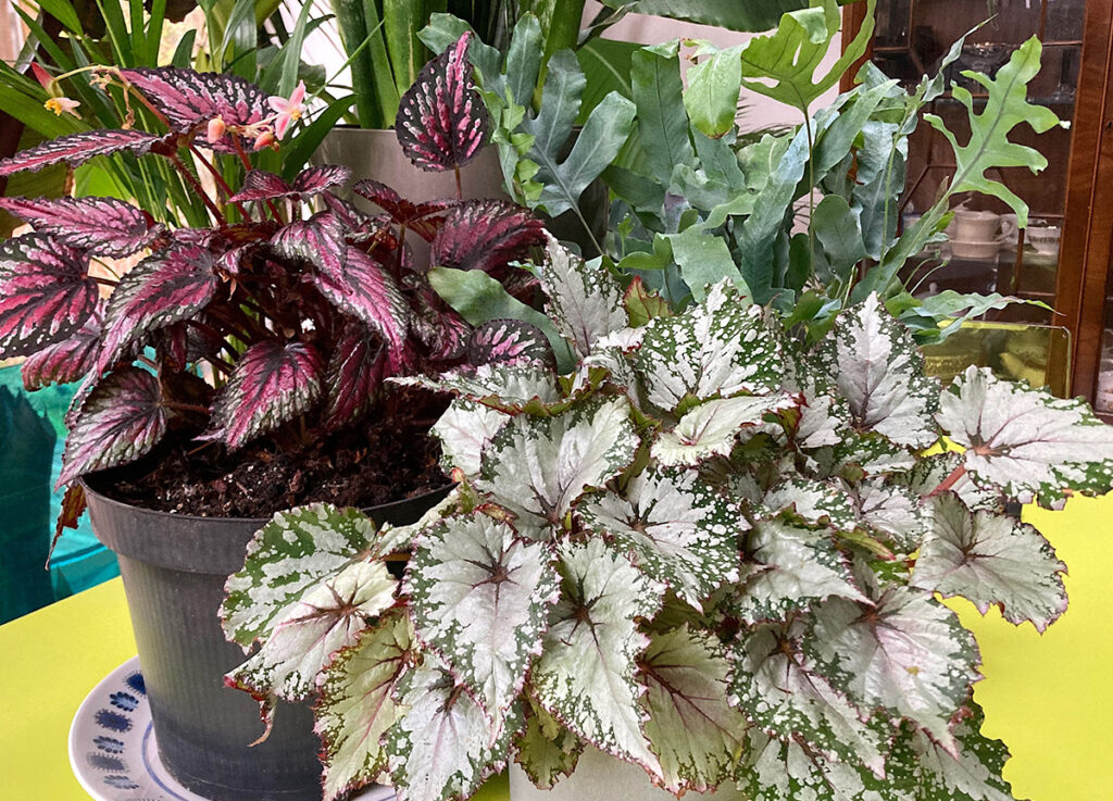 Begonia rex houseplants