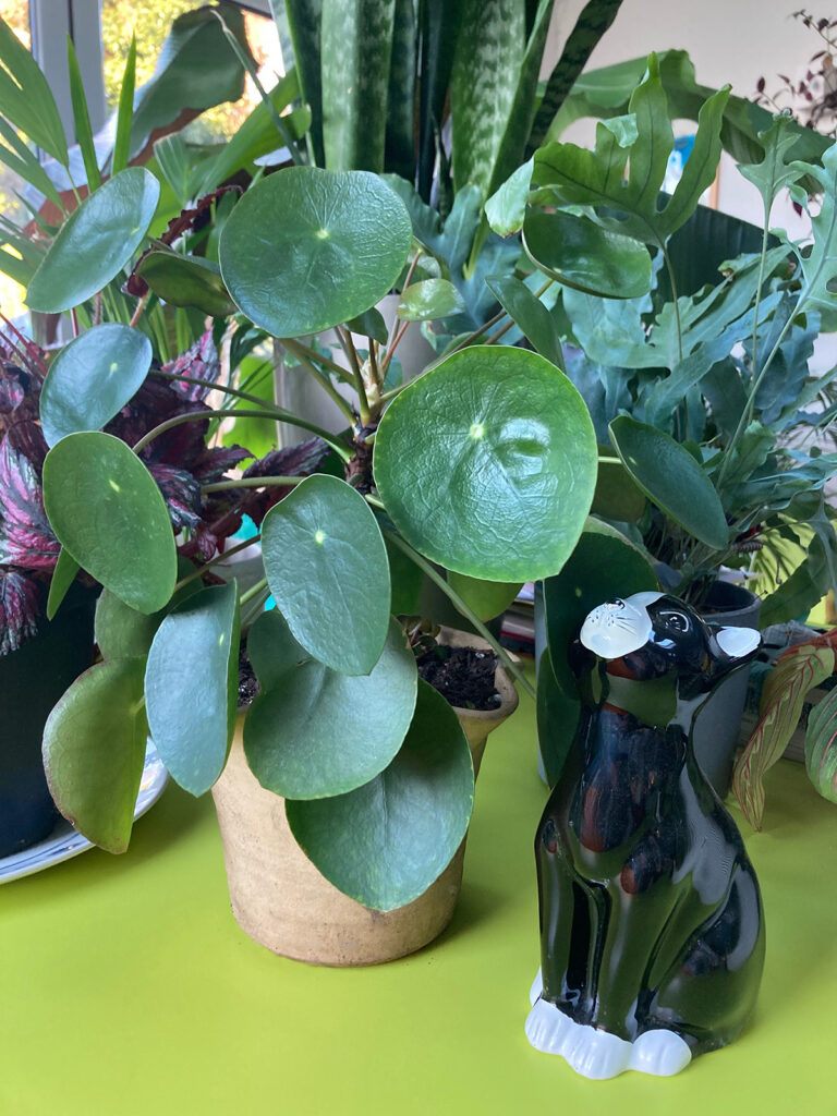 Pilea