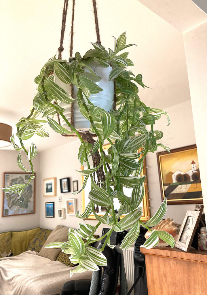 spider plant in hanging macrame pot