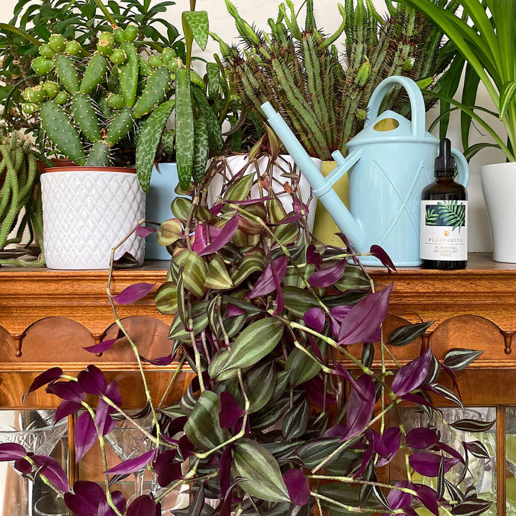 Tradescantia zebrina