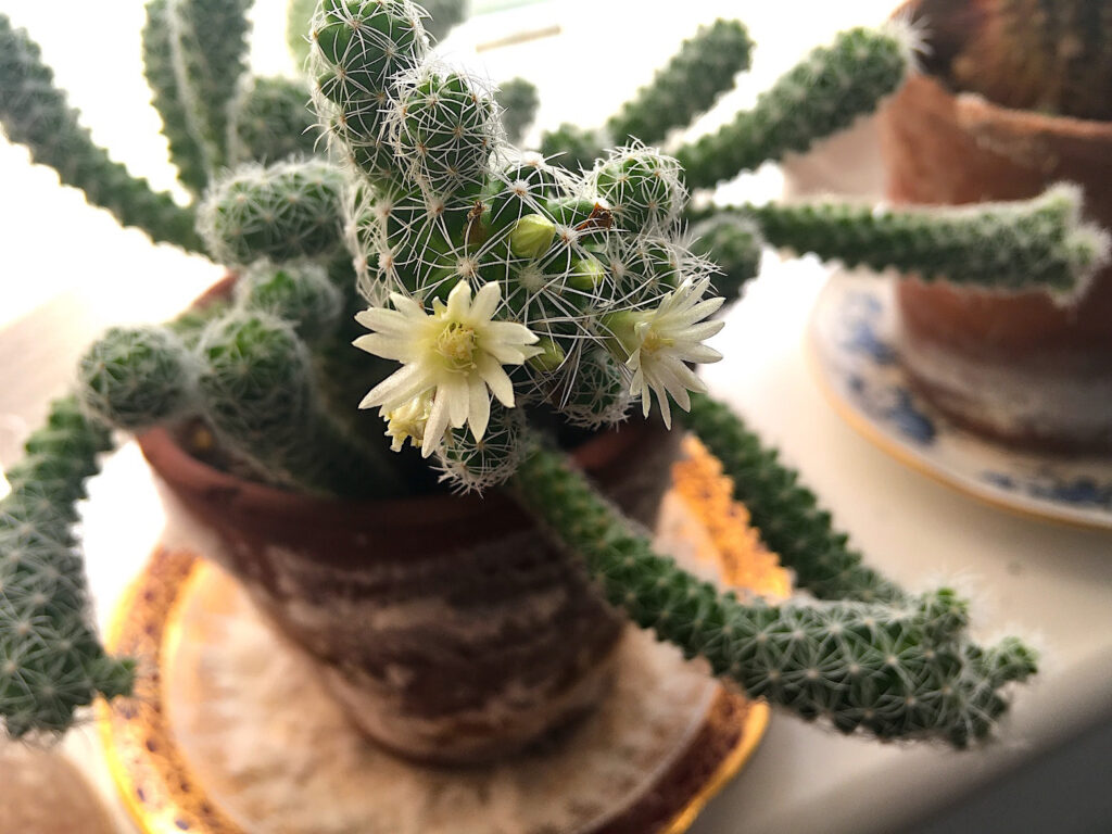 In-flower-Mammillaria-Gracilis-Fragilis-Thimble-Cactu