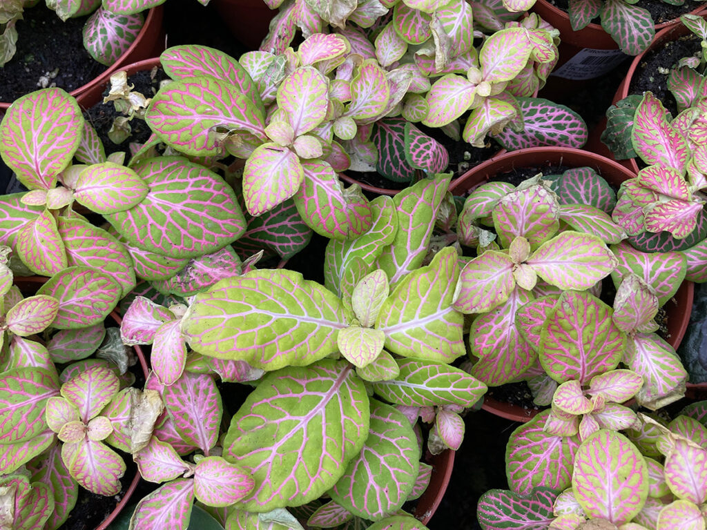 Fittonia foliage