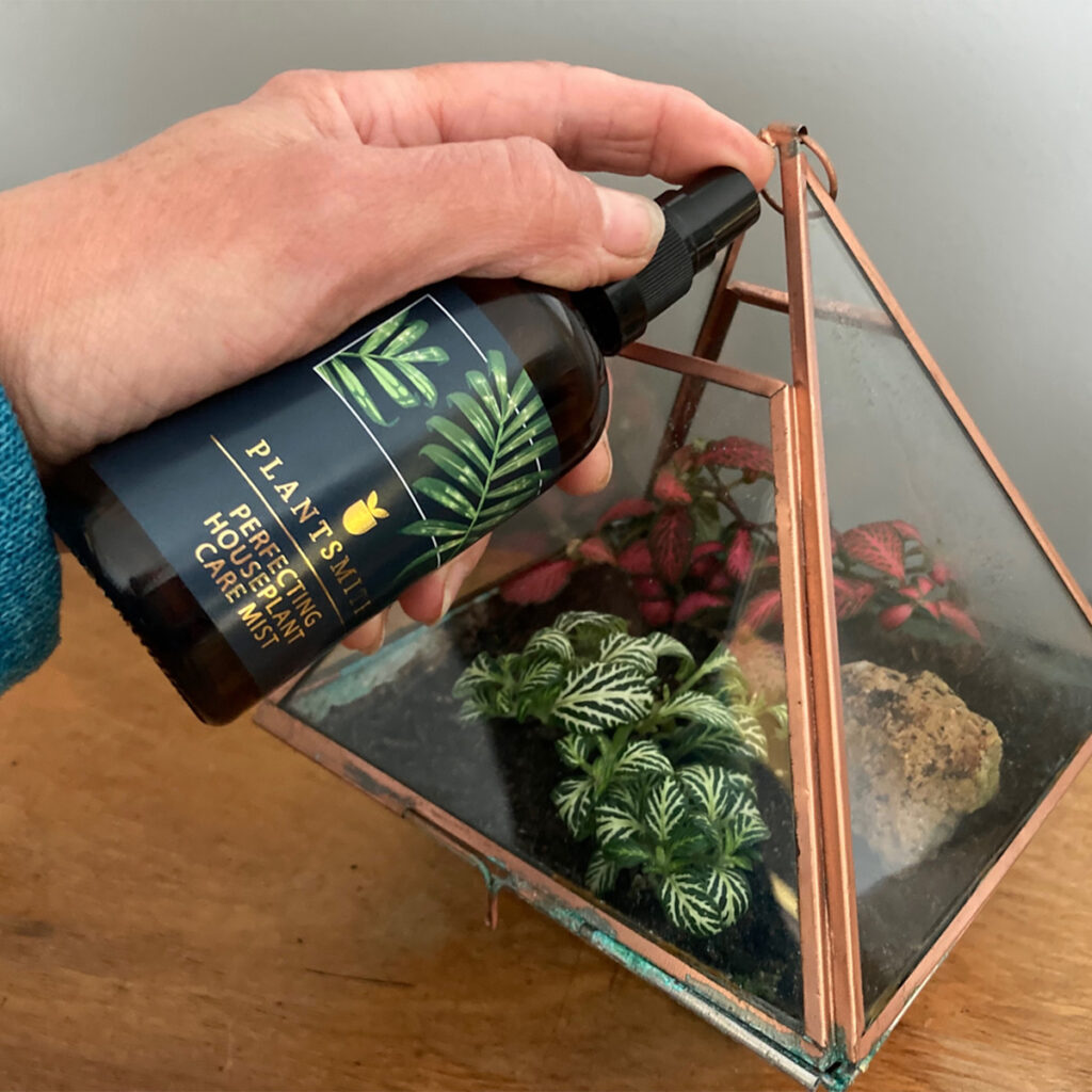 Misting fittoni plants in terrarium