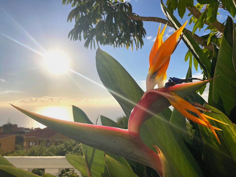 Bird of Paradise plant