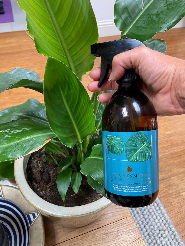 Spraying Strelitzia with Bug Control Spray