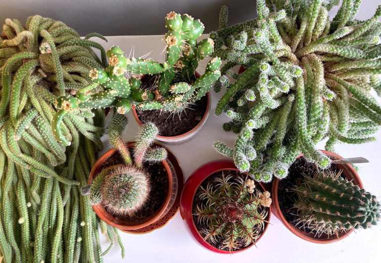 Overhead pic of range of cacti