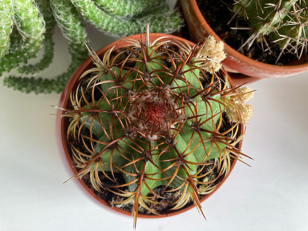 Close up of cactus spines