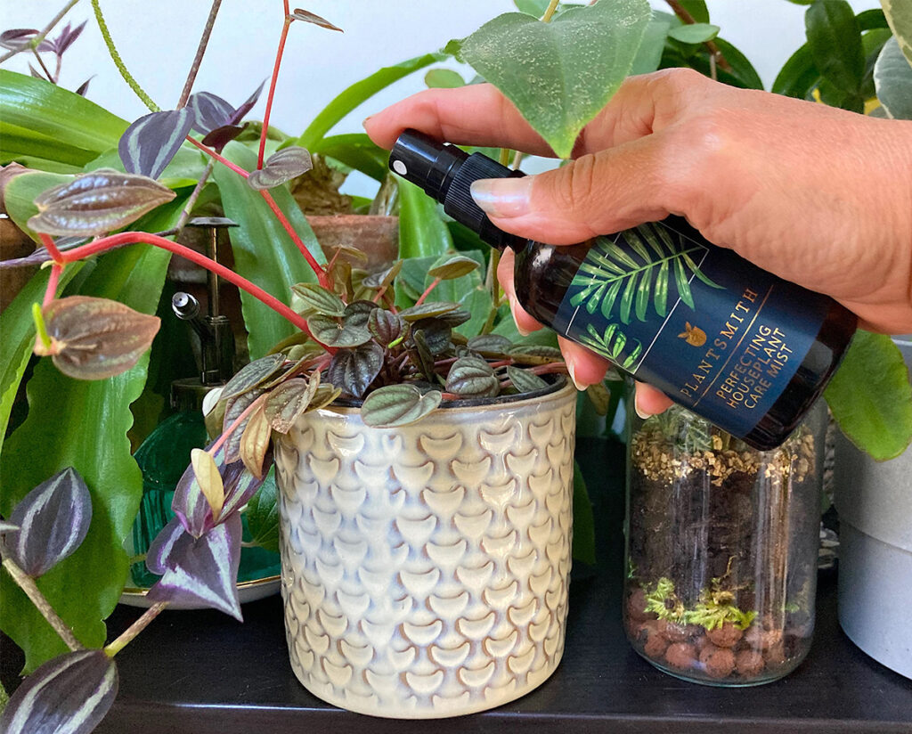 Misting a peperomia